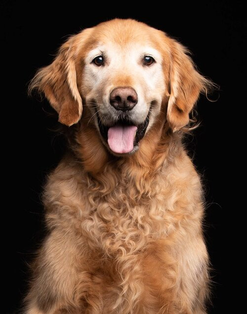 smiling hero golden retriever chicago studio portrait on black background