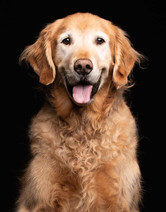 smiling hero golden retriever chicago studio portrait on black background