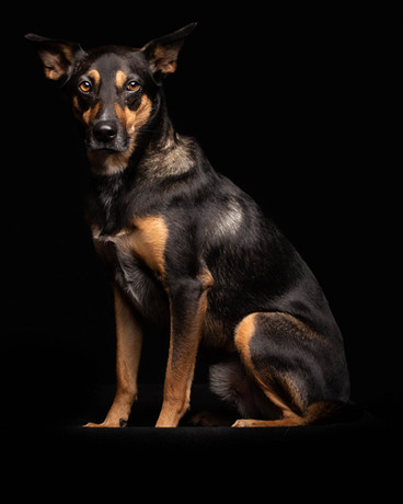 regal black and brown dog studio chicago portrait on black background