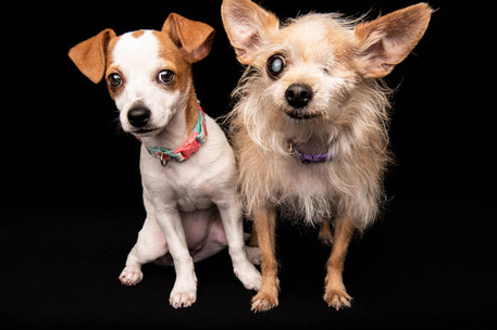 two adorable tiny dogs in black chicago studio portrait