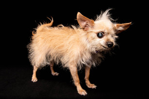 crazy adorable scruffy tiny on eyed dog chicago studio portrait
