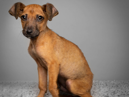 How to Prepare for Your Pet Photo Session