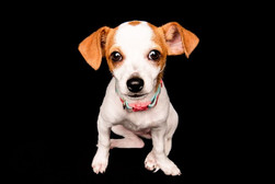 adorable puppy chicago portrait in studio looking at camera