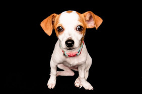 adorable puppy chicago portrait in studio looking at camera