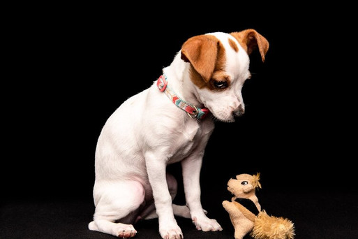 Dog portrait on black staring at cute toy