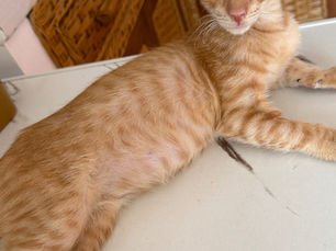 rescue cat, Philippines, puerto galera