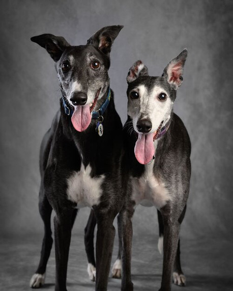 two greyhound dogs tongue out smiling portrait