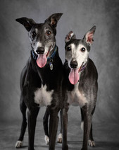 two greyhound dogs tongue out smiling portrait