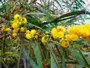 acacia_saligna_01