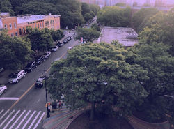 Bird view 2