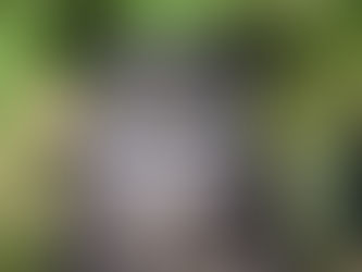 تحت  مخلب  البومة         ..         قصة  قصيرة بالعامية المصرية  