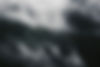 FOREST 04.jpg