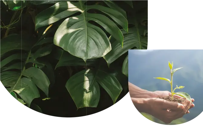 Ibiúna Vista Botafogo