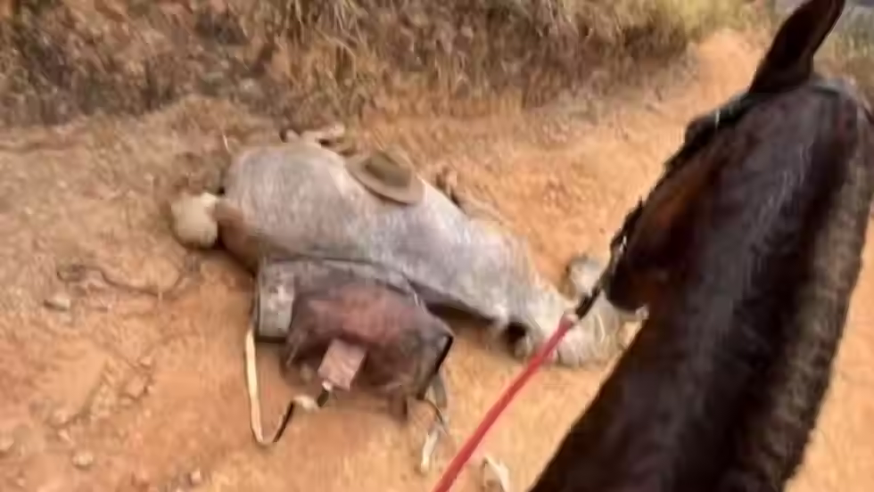 Imagem viralizada mostra cavalo branco caído no chão antes de mutilação em Bananal, SP. — Foto: Reprodução/Redes sociais
