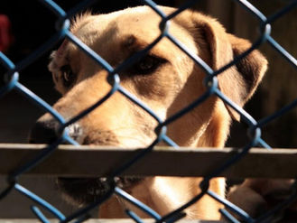 Feijó: MPAC obtém condenação de tutor por maus-tratos a animais