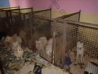 Dupla é condenada por maus-tratos a 138 animais em canil clandestino