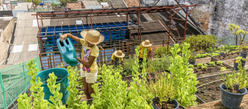 Curso gratuito da Embrapa ensina o passo-a-passo para fazer uma horta comunitária