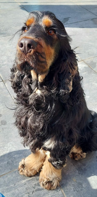 Bert 2yo Show Cocker Spaniel