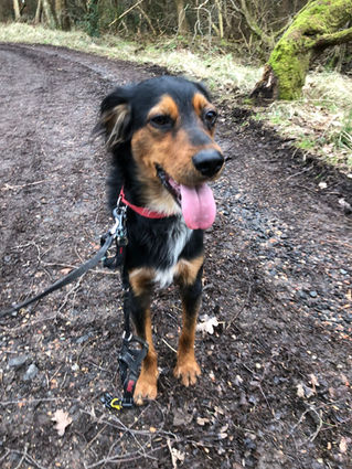 Max 11 months old cocker x