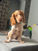 Otto 5 month old Cocker Spaniel