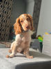 Otto 5 month old Cocker Spaniel