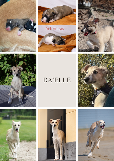 Ra'elle collage 5 juli 2026.png