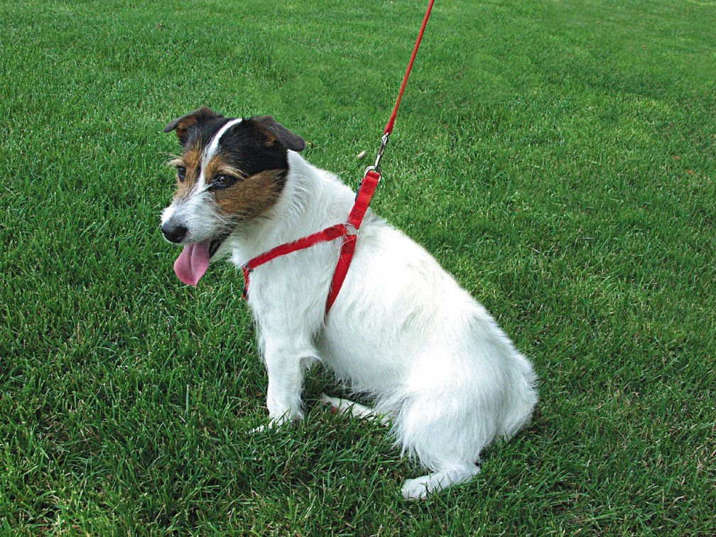 Coastal Pet Comfort Wrap Adjustable Harness
