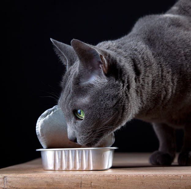 Website Relaunch, Corporate Design Guidelines, Communication Media, Booth Concept