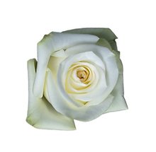R6SV6126_.png