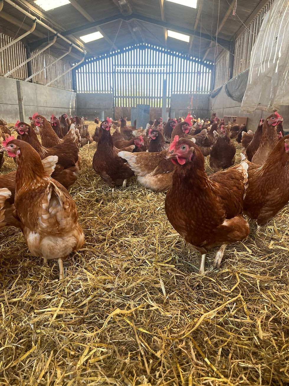 hens.jpg