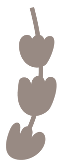 FORME2_TAUPE.png