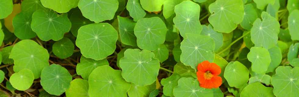 Cluster of Green Leaves
