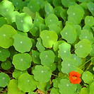 Cluster of Green Leaves 