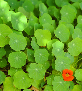 Cluster of Green Leaves