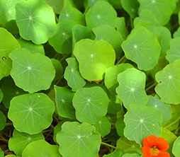 Cluster de folhas verdes