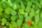 Green Leaves Closeup