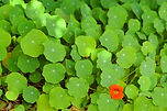 Cluster of Green Leaves