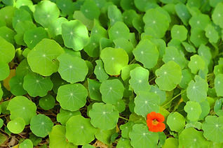 Groupe de feuilles vertes