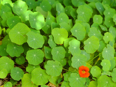 Curso Monitores Reconocimiento Natural de la Fertilidad 2015-2016