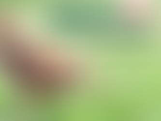 Gà ngoài tự nhiên ăn gì? — Một góc nhìn thú vị về thói quen dinh dưỡng của loài gà