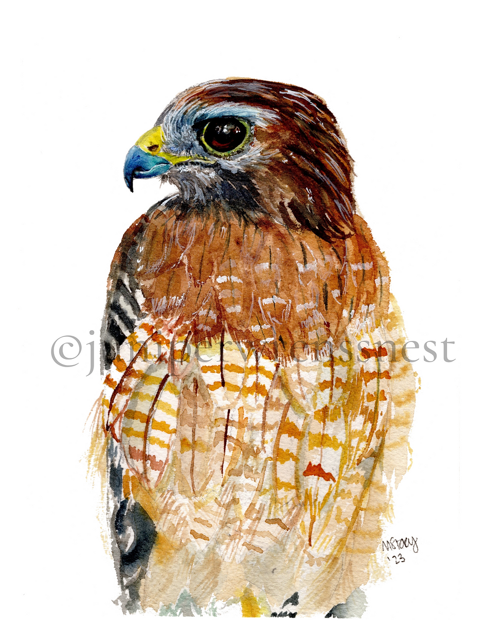 Red-Shouldered Hawk