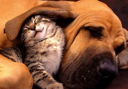 Cats and dogs 3.jpg