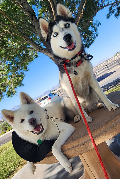 Two dogs sitting calmly on benches during a park outing