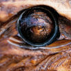 Extreme close-up of a realistic eye on a hand-carved wooden bear sculpture