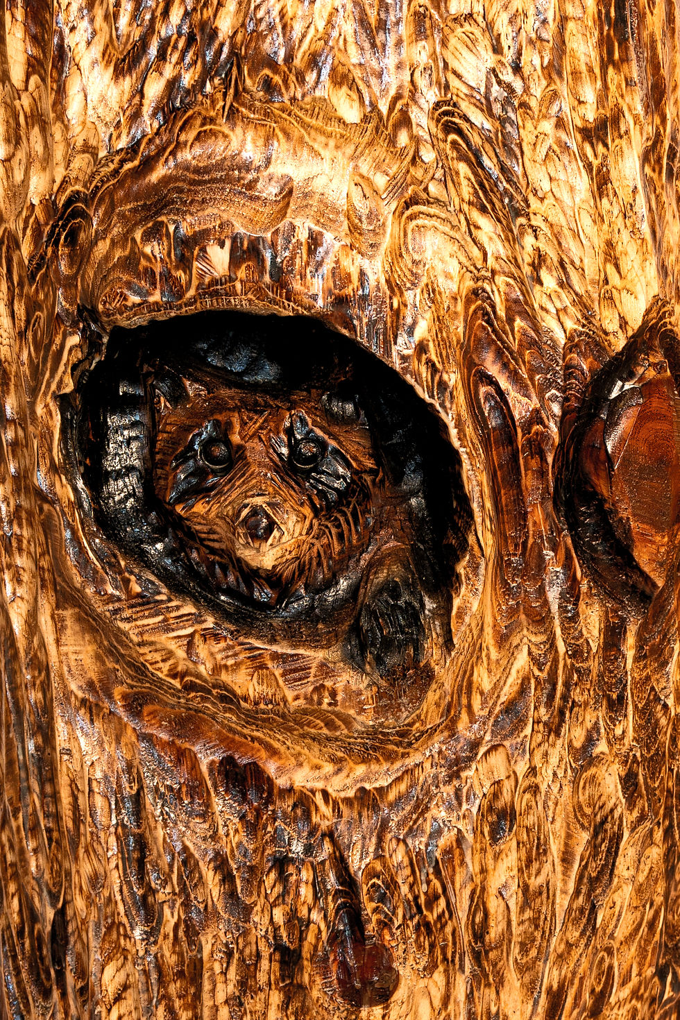 Thumbnail: Raccoon Peek Bar Top