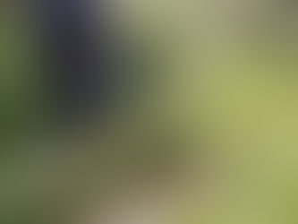 A EVOLUÇÃO DA URBANIZAÇÃO E SEUS IMPACTOS NA INTEGRIDADE ECOLÓGICA DA SUB-BACIA DO RIO VERMELHO