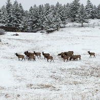 Spring elk