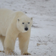Thinking it over bear