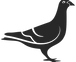 pigeon_edited.png