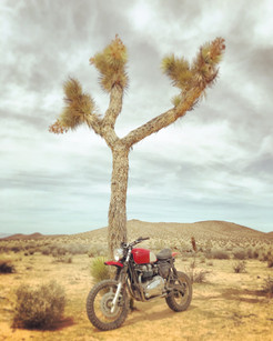 Triumph Scrambler Street Sled in the Desert
